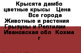 Крысята дамбо цветные крысы › Цена ­ 250 - Все города Животные и растения » Грызуны и Рептилии   . Ивановская обл.,Кохма г.